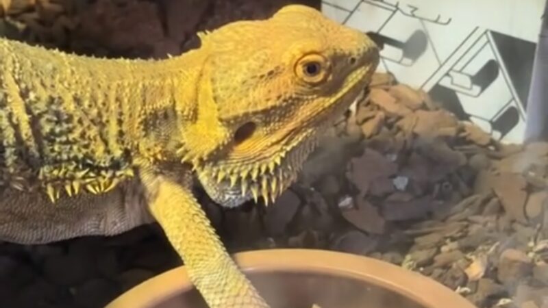 En midt på treet-dag for Øyvind