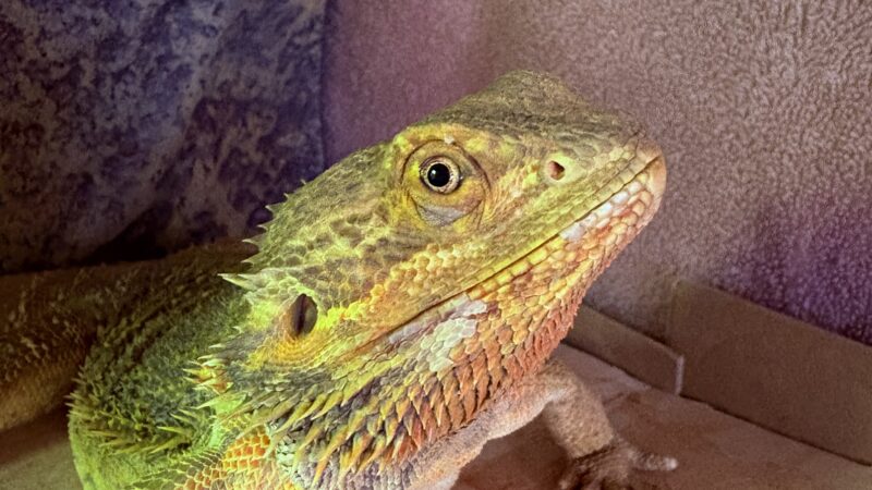 Tidlig opp og småirritert