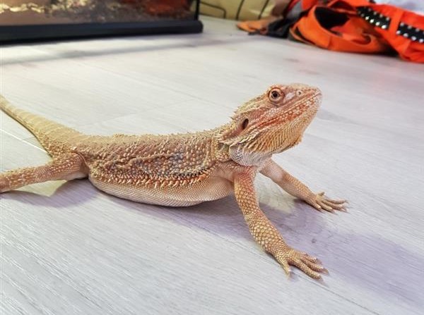 Throwback: Øyvind før slottet 🦎🧡