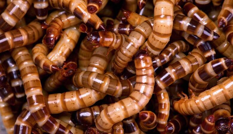 🥇 Øyvinds topp 5 favorittmat